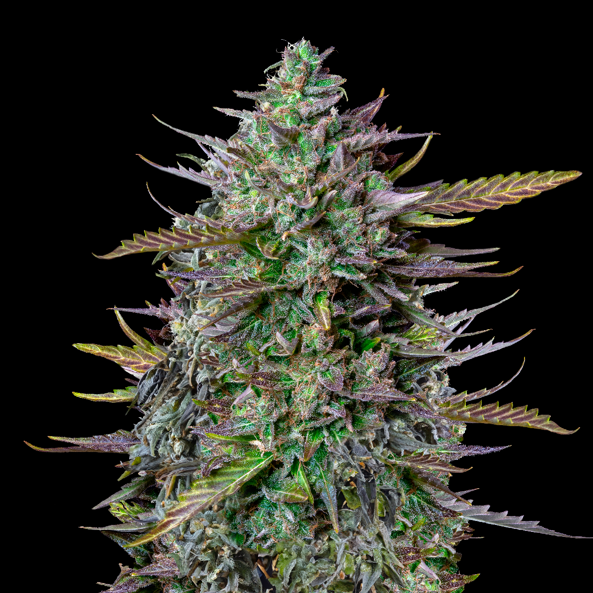 Royal Queen Seeds x Mike Tyson GOAT'lato Auto, Feminisierte Autoflower, 10 Stk