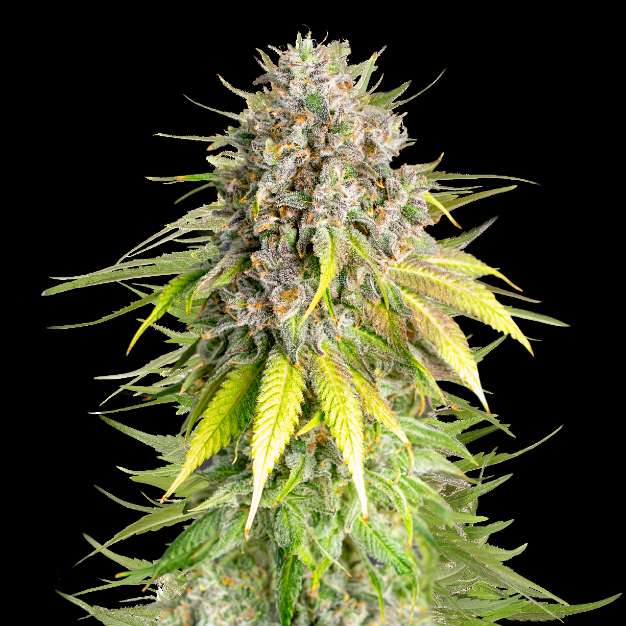 Royal Queen Seeds x Mike Tyson Punch Pie, Feminisiert, 3 Stk