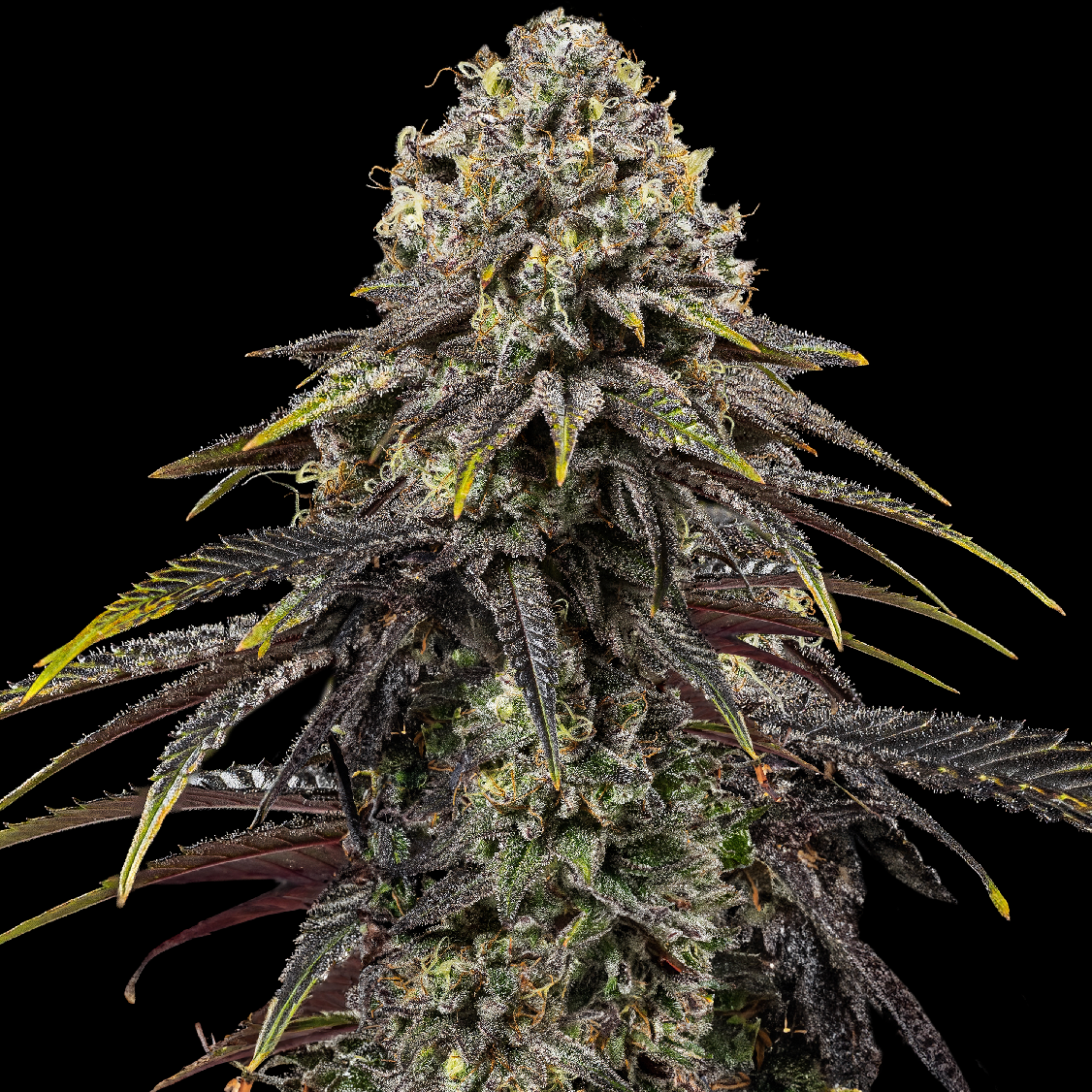 Royal Queen Seeds x Mike Tyson Dynamite Diesel, Feminisiert, 10 Stk