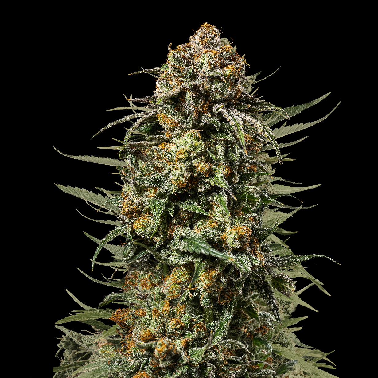 Royal Queen Seeds x Mike Tyson Gelato 44, Feminisiert, 10 Stk