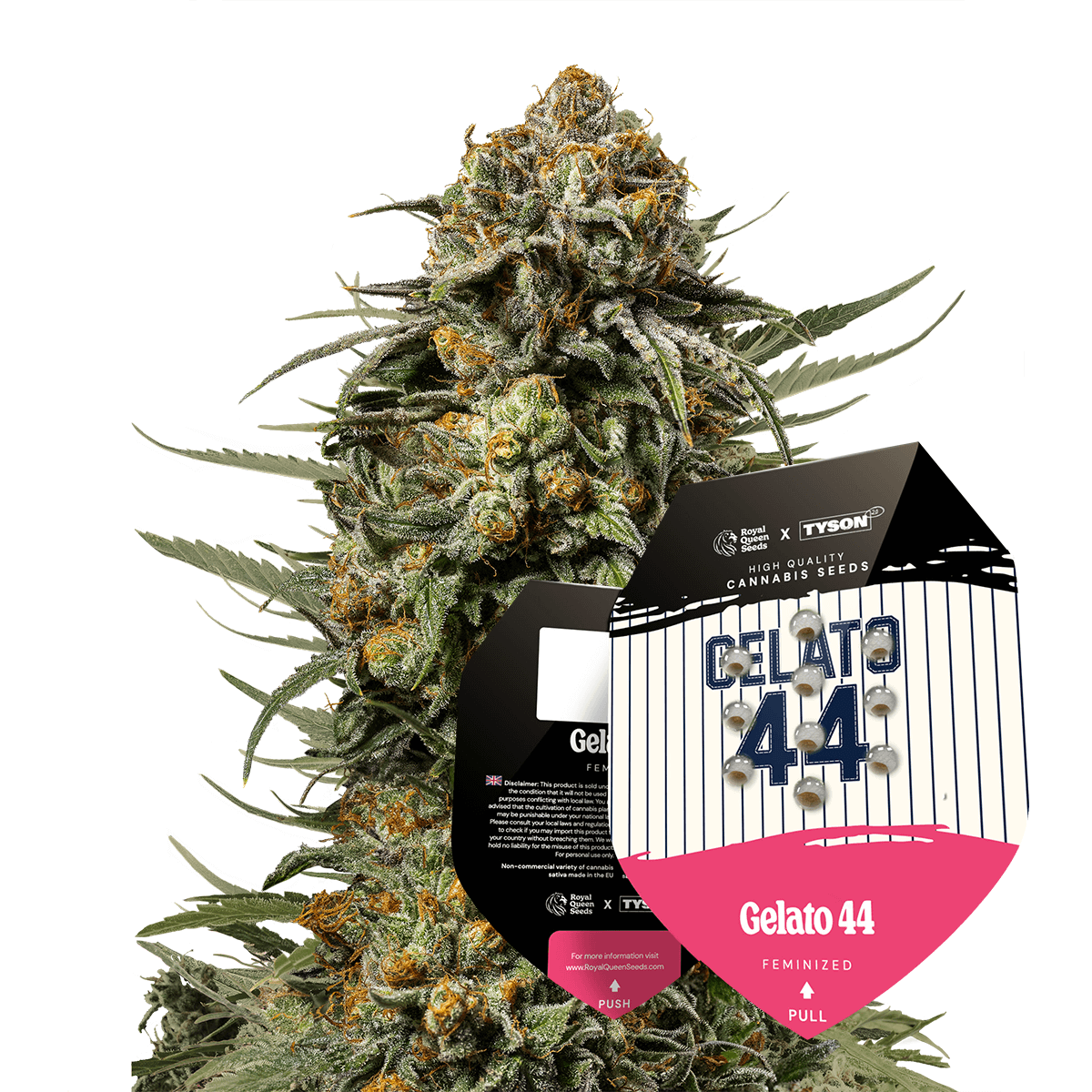 Royal Queen Seeds x Mike Tyson Gelato 44, Feminisiert, 5 Stk