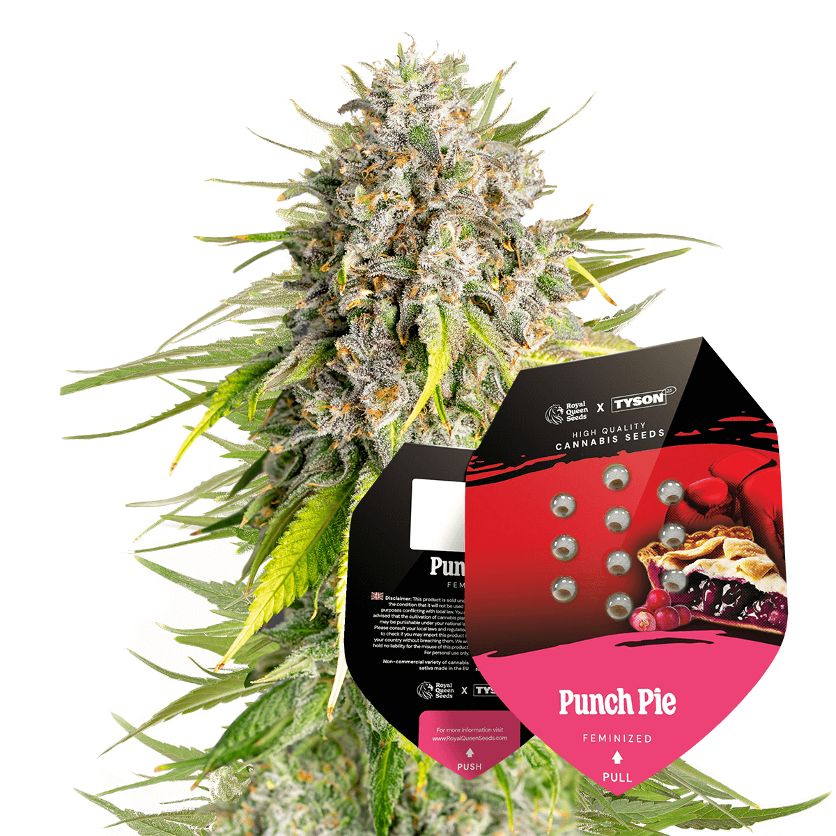 Royal Queen Seeds x Mike Tyson Punch Pie, Feminisiert, 10 Stk