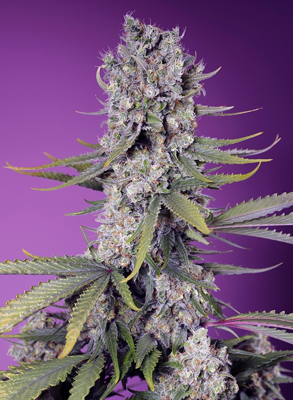 Sweet Seeds Papaya Zoop F1, schnell feminisiert, 3+1 Stk