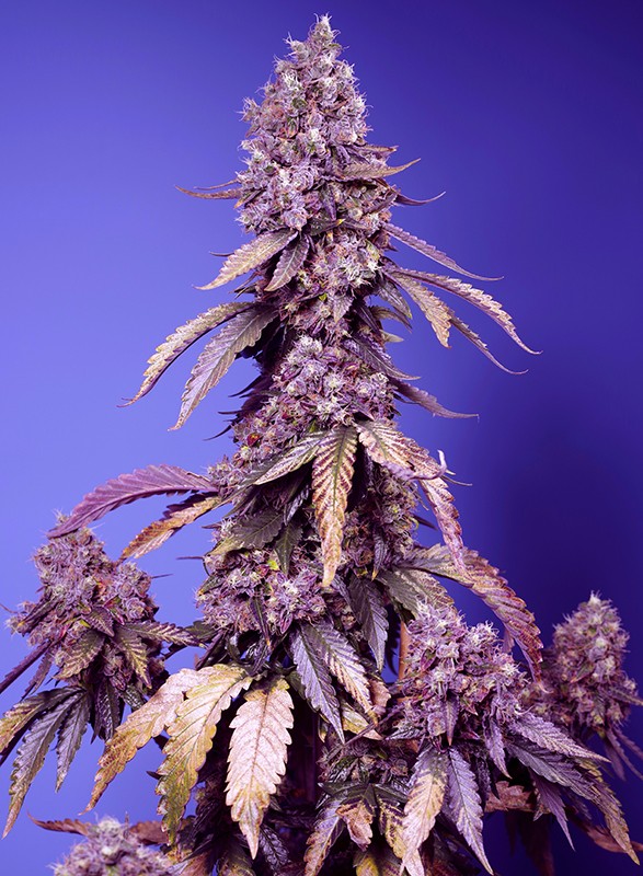 Sweet Seeds Black Muffin F1, schnell feminisiert, 5+2 Stk