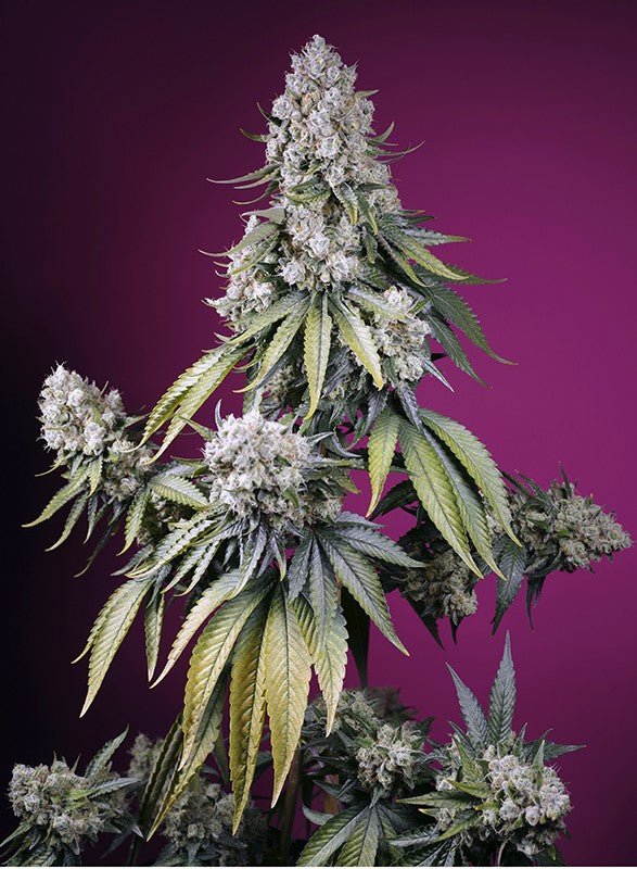 Sweet Seeds Auto Jealousy Z XL, Feminisiert Autoflower, 5+2 Stk