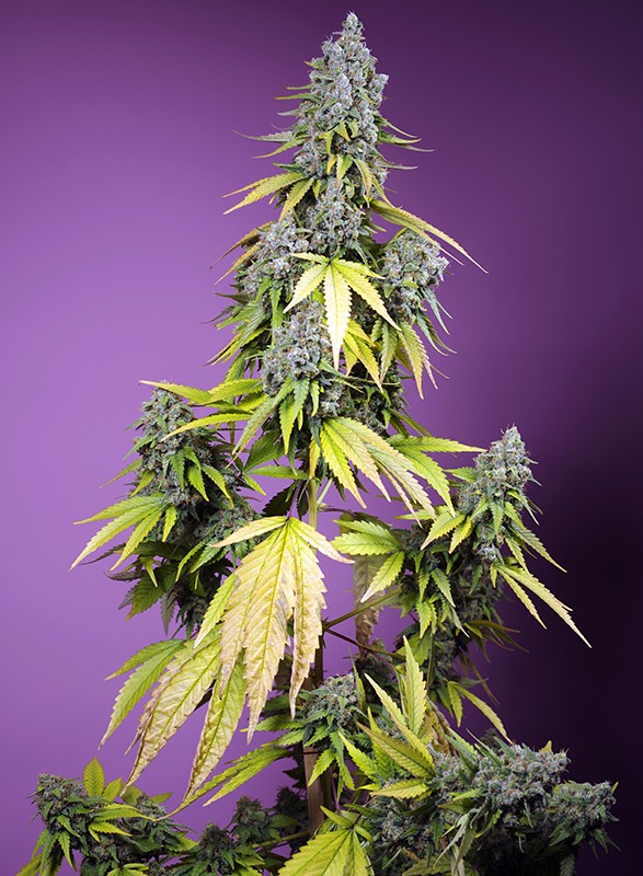 Sweet Seeds Auto Jet Fuel Mandarine XL, Feminisiert Autoflower, 5+2 Stk