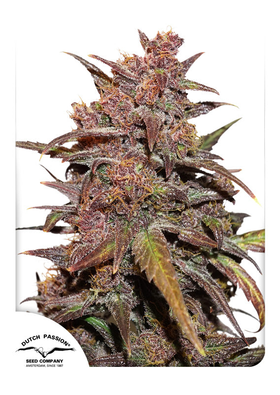 Dutch Passion CBD Auto Blackberry Kush Feminisierte Autoflower