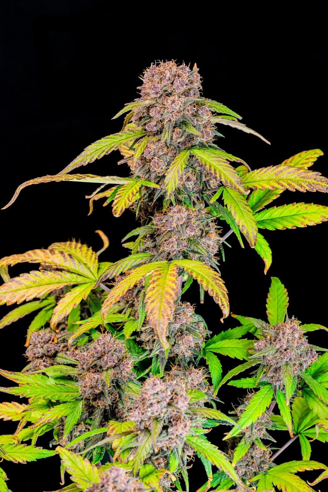 Fast Buds Lemon Cherry Cookies Auto, Feminisiert Autoflower, 3 Stk