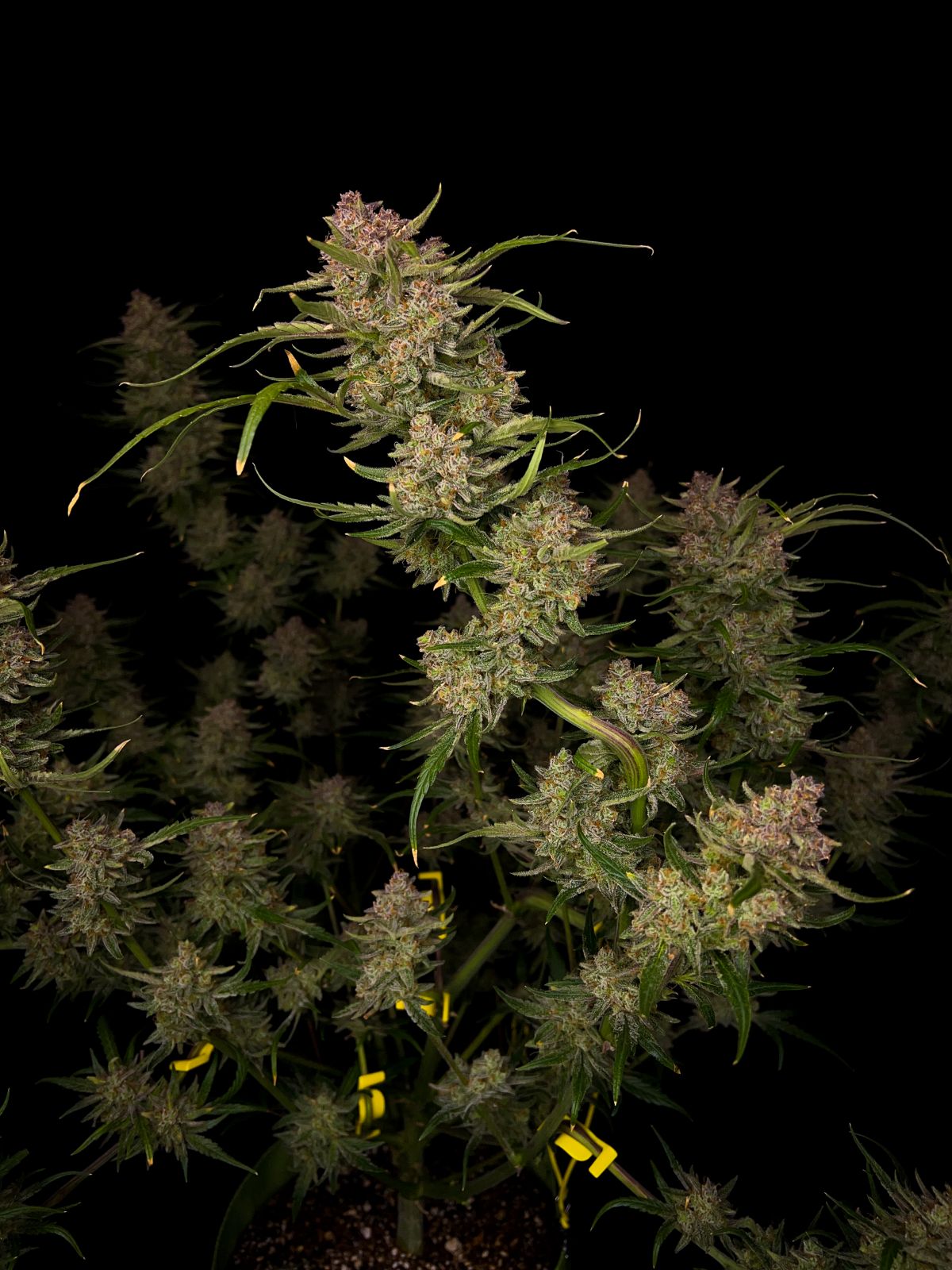 Fast Buds Guava Auto, Feminisiert Autoflower, 10 Stk