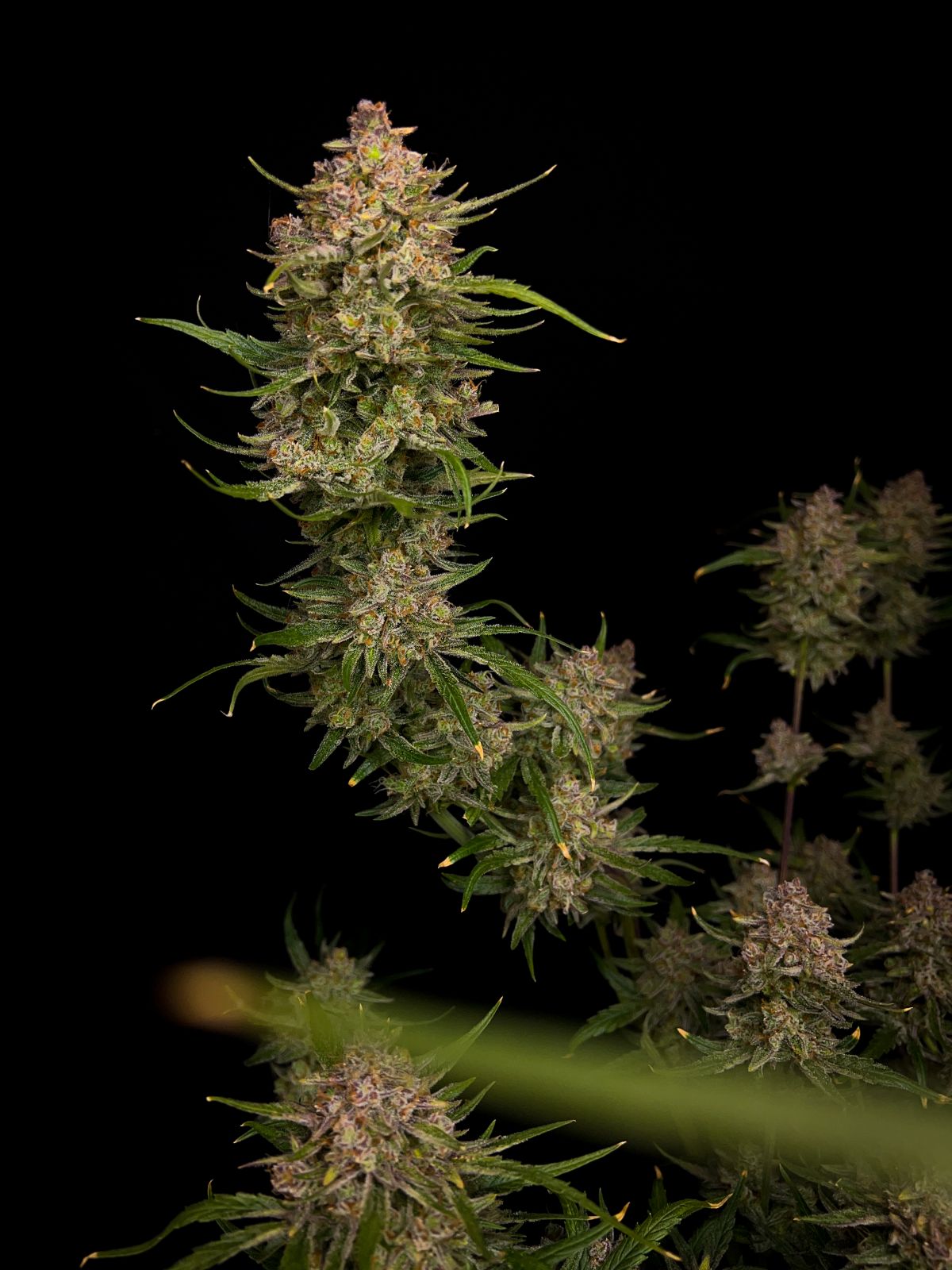 Fast Buds Guava Auto, Feminisiert Autoflower, 10 Stk