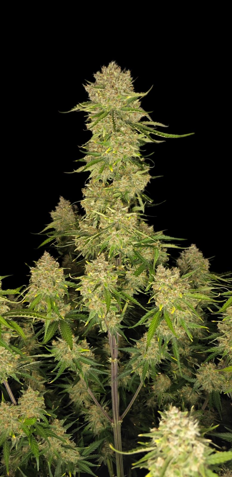 Fast Buds Guava Auto, Feminisiert Autoflower, 10 Stk