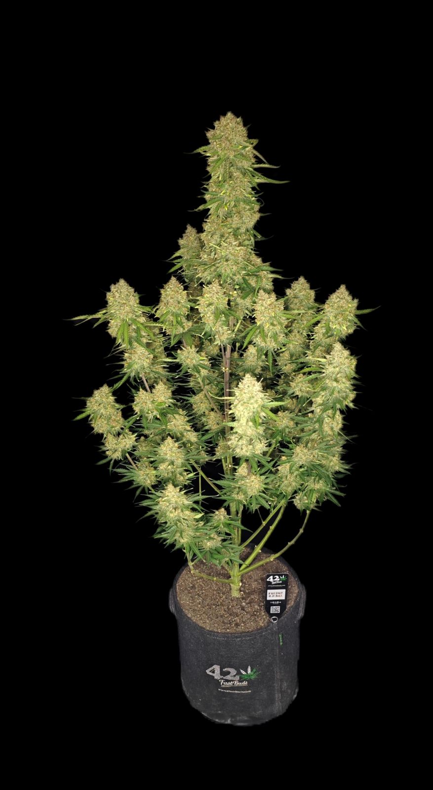 Fast Buds Guava Auto, Feminisiert Autoflower, 10 Stk