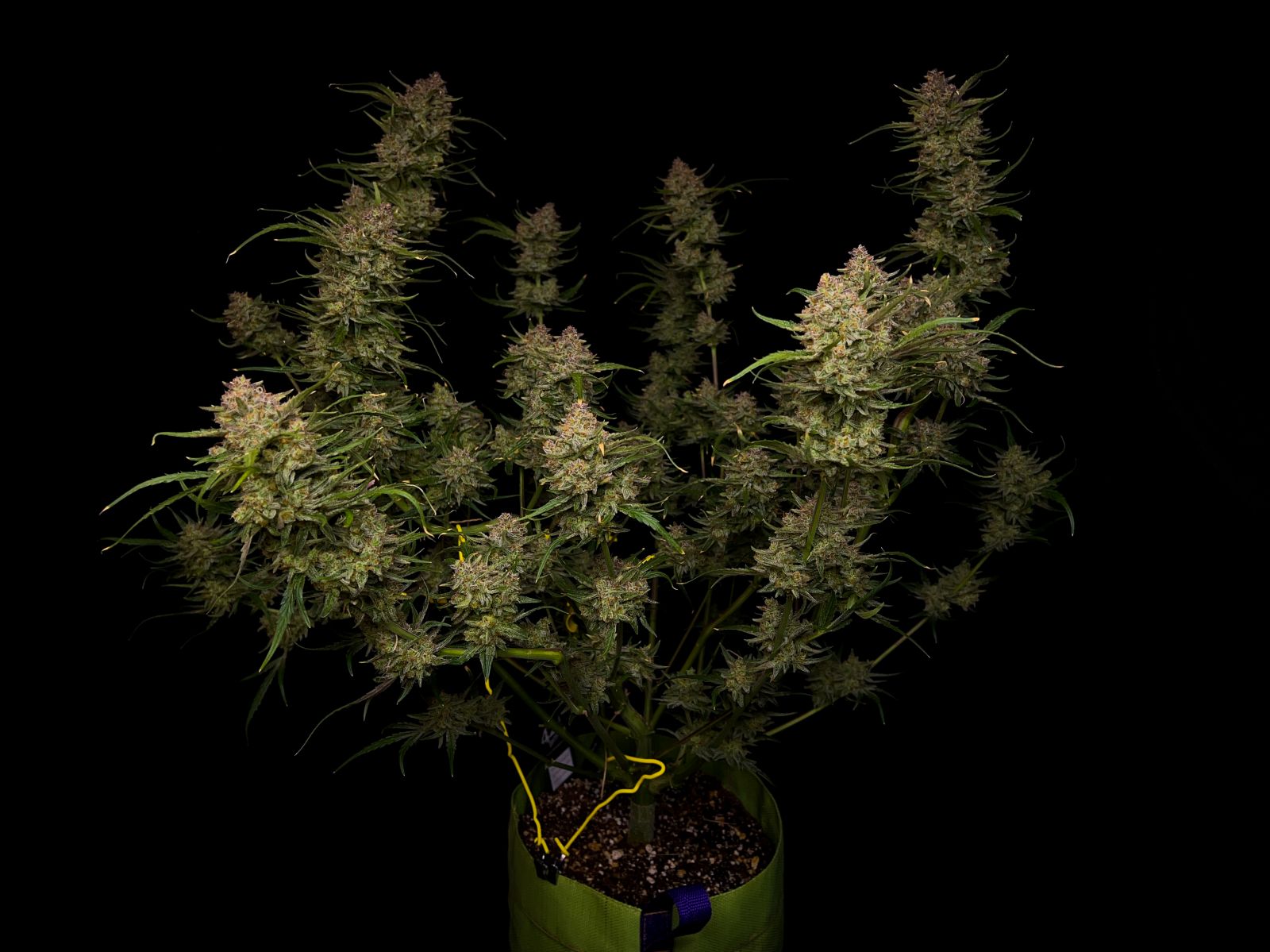 Fast Buds Guava Auto, Feminisiert Autoflower, 10 Stk