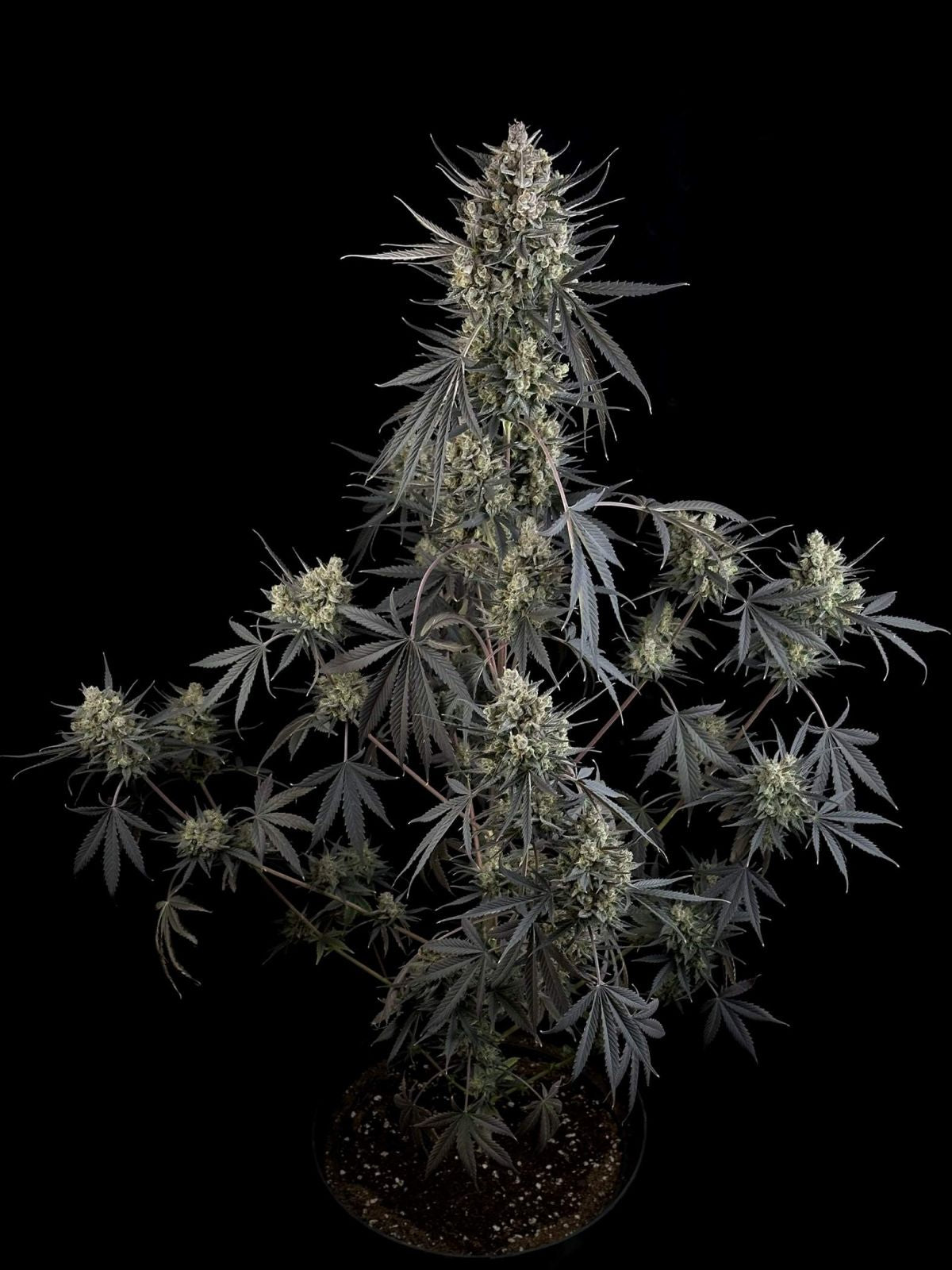 Fast Buds Pound Cake Auto, Feminisiert Autoflower, 10 Stk