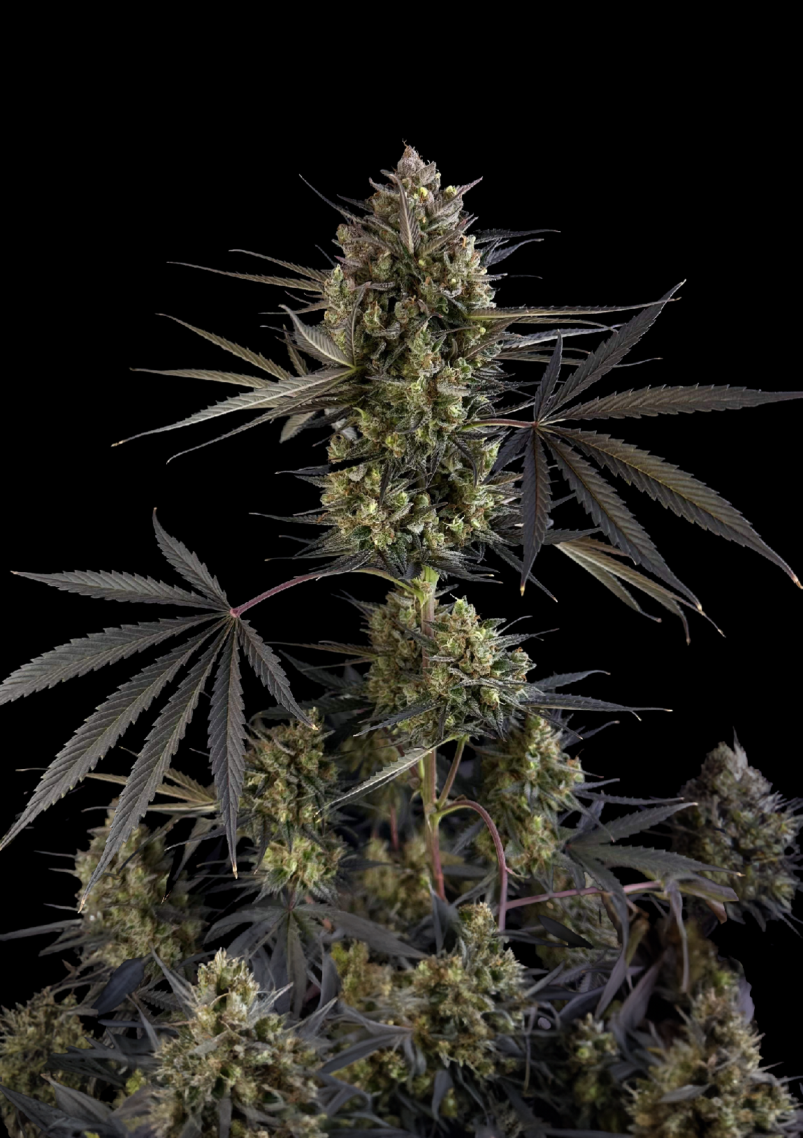 Fast Buds Pound Cake Auto, Feminisiert Autoflower, 10 Stk