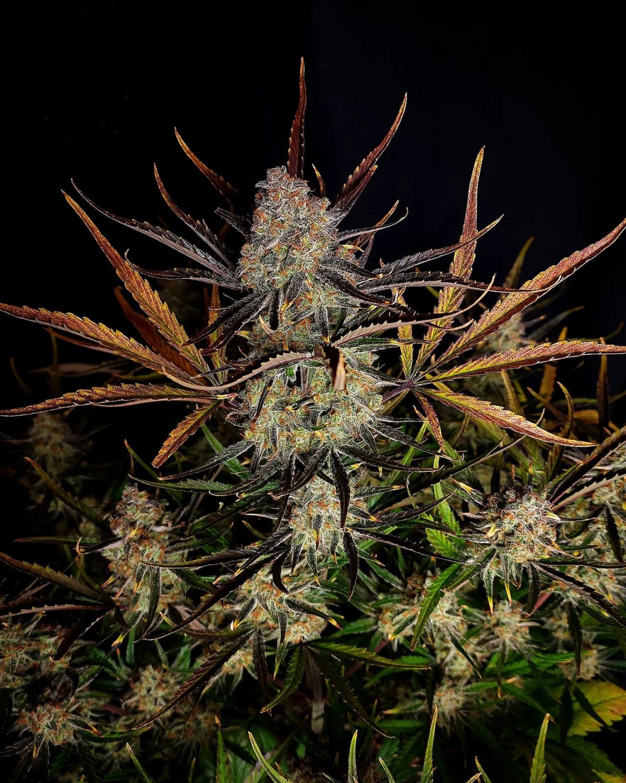 Fast Buds Apple Strudel Auto, Feminisiert Autoflower, 10 Stk