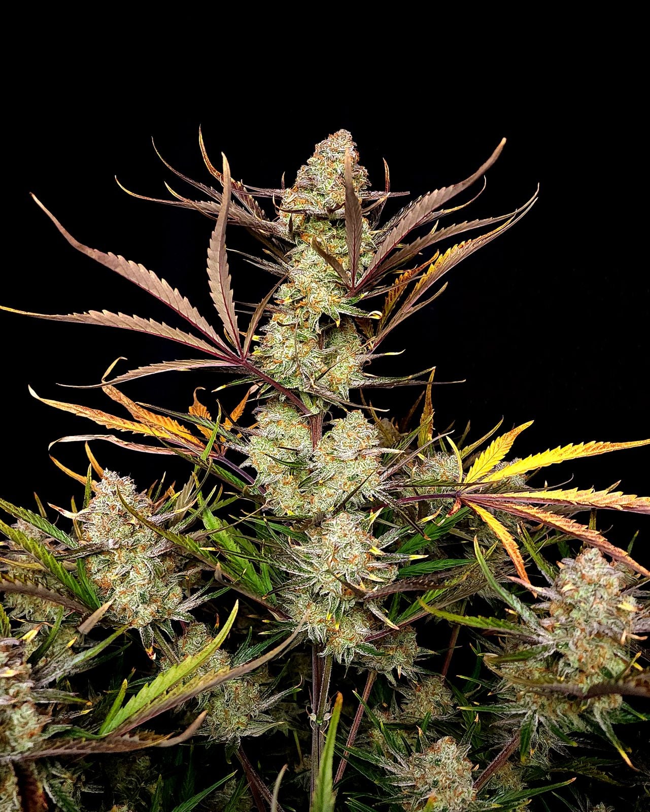 Fast Buds Apple Strudel Auto, Feminisiert Autoflower, 10 Stk