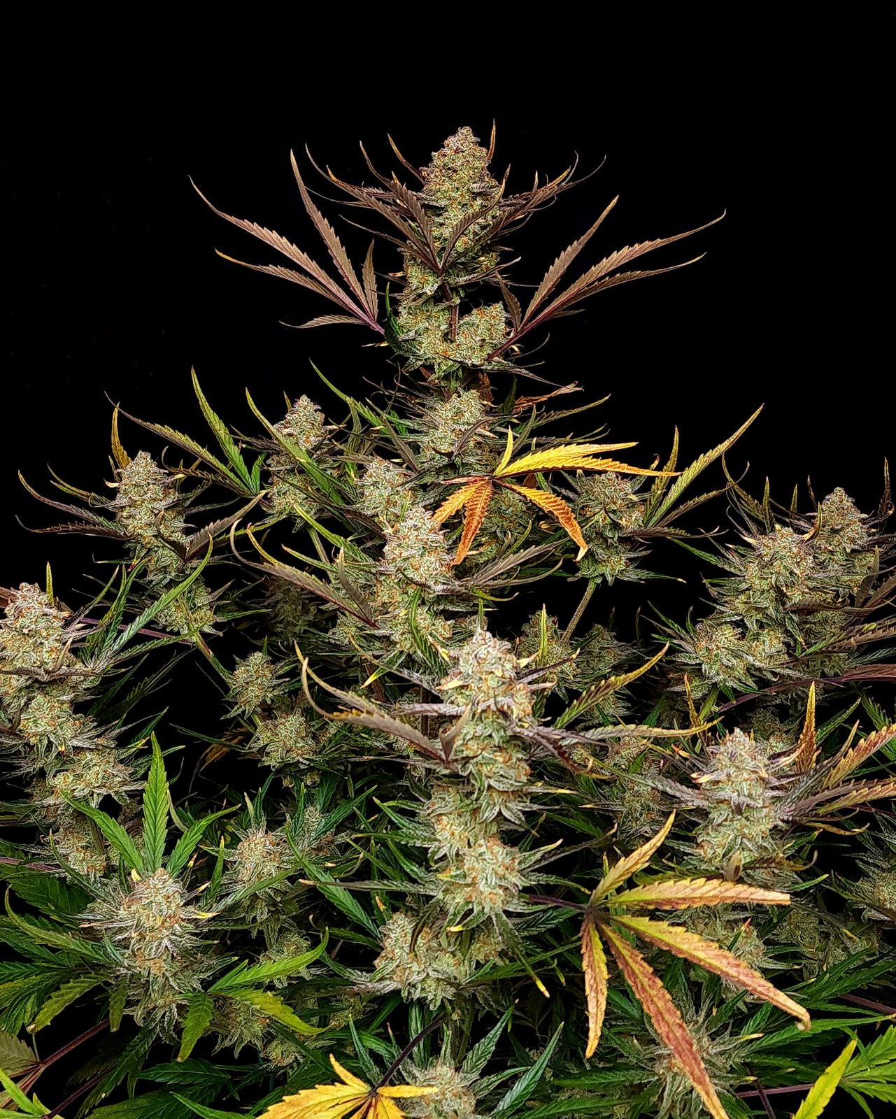 Fast Buds Apple Strudel Auto, Feminisiert Autoflower, 10 Stk