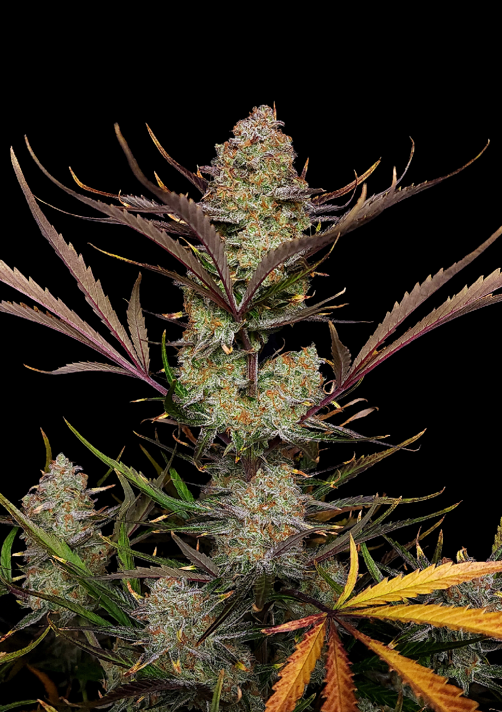 Fast Buds Apple Strudel Auto, Feminisiert Autoflower, 10 Stk