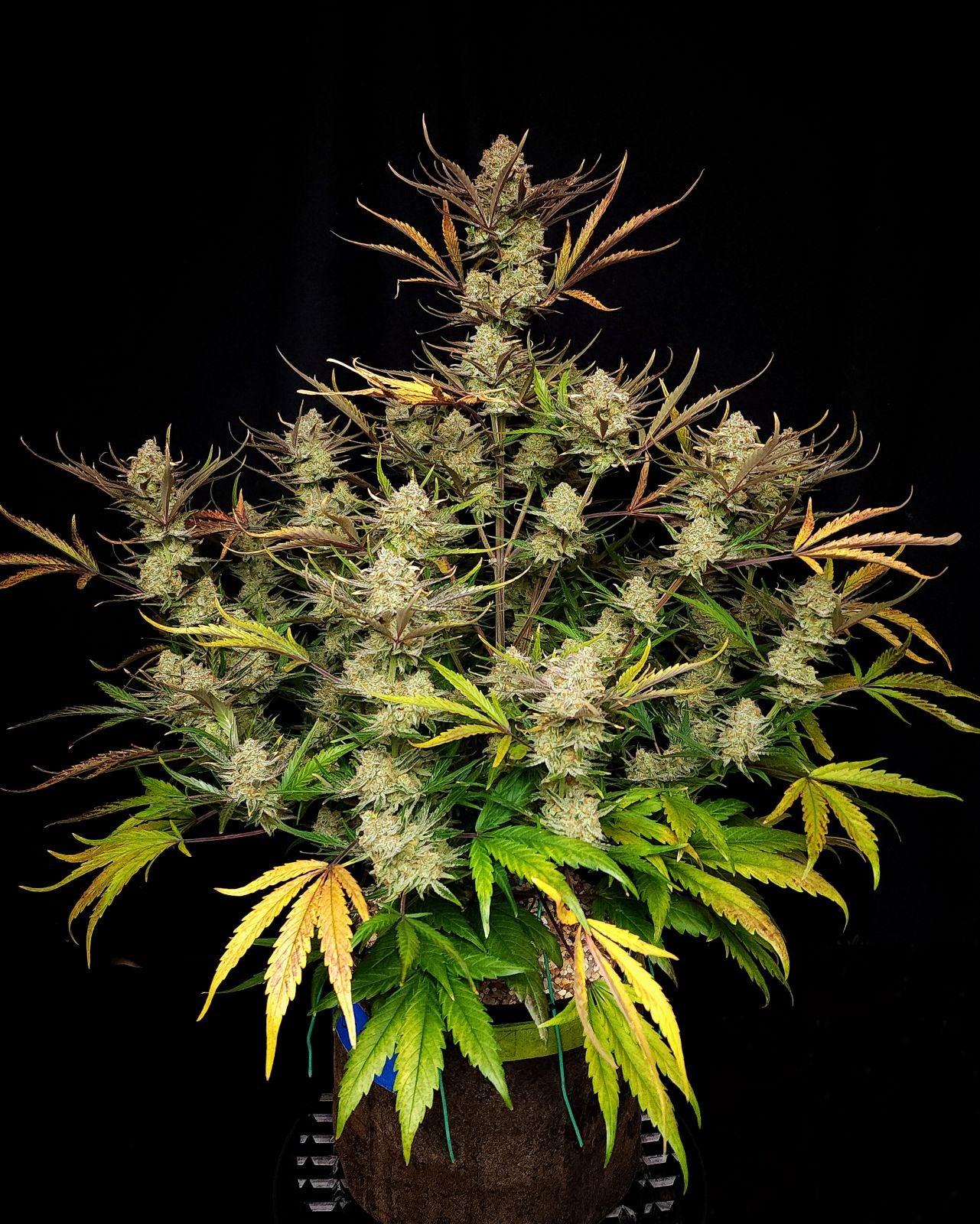 Fast Buds Apple Strudel Auto, Feminisiert Autoflower, 5 Stk