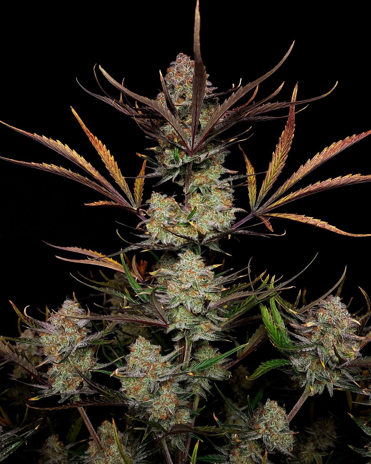 Fast Buds Apple Strudel Auto, Feminisiert Autoflower, 5 Stk