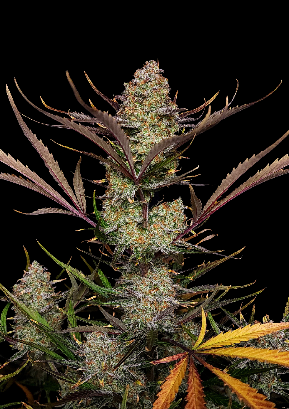 Fast Buds Apple Strudel Auto, Feminisiert Autoflower, 5 Stk