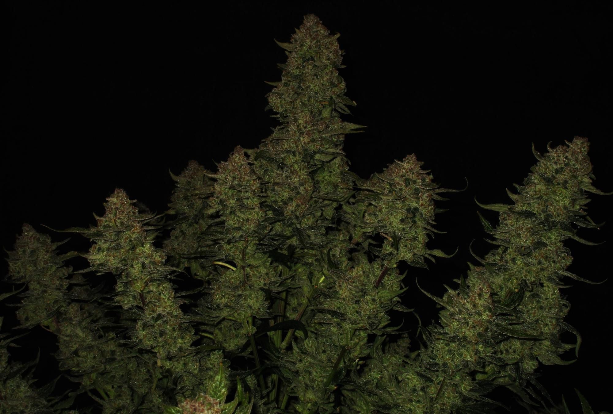 Fast Buds Papaya Cookies Auto, Feminisiert Autoflower, 3 Stk