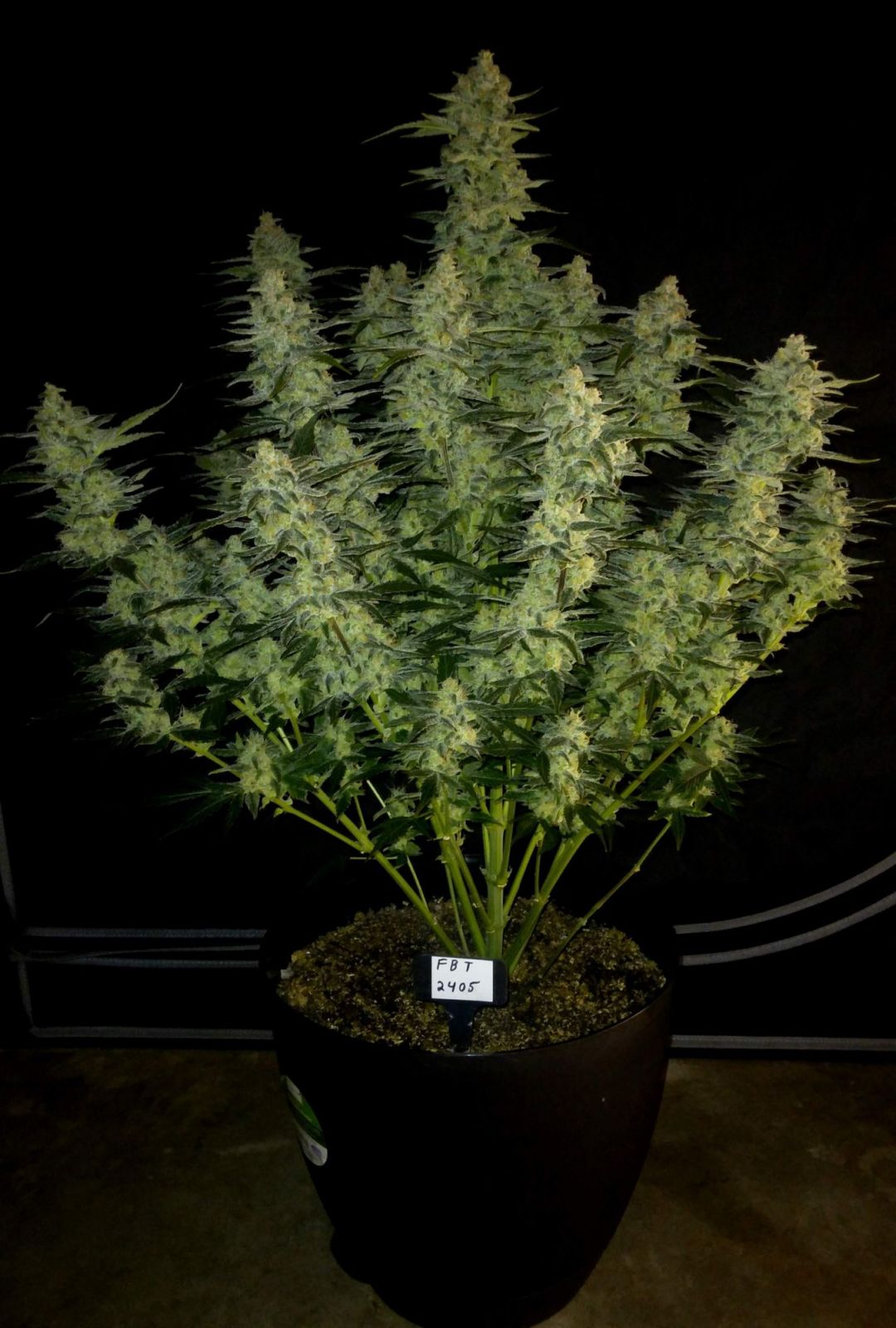 Fast Buds Papaya Cookies Auto, Feminisiert Autoflower, 10 Stk