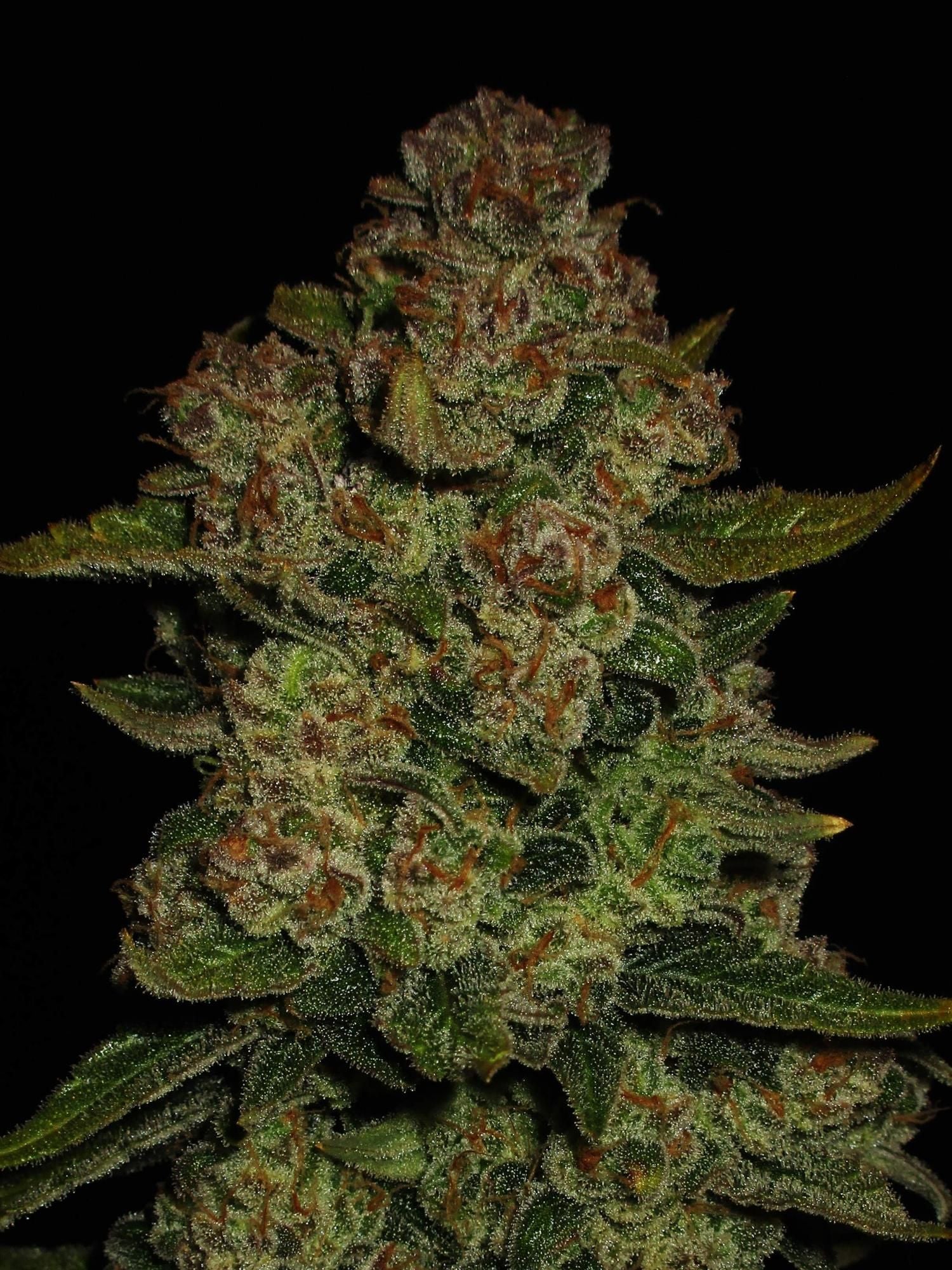 Fast Buds Papaya Cookies Auto, Feminisiert Autoflower, 1Stk