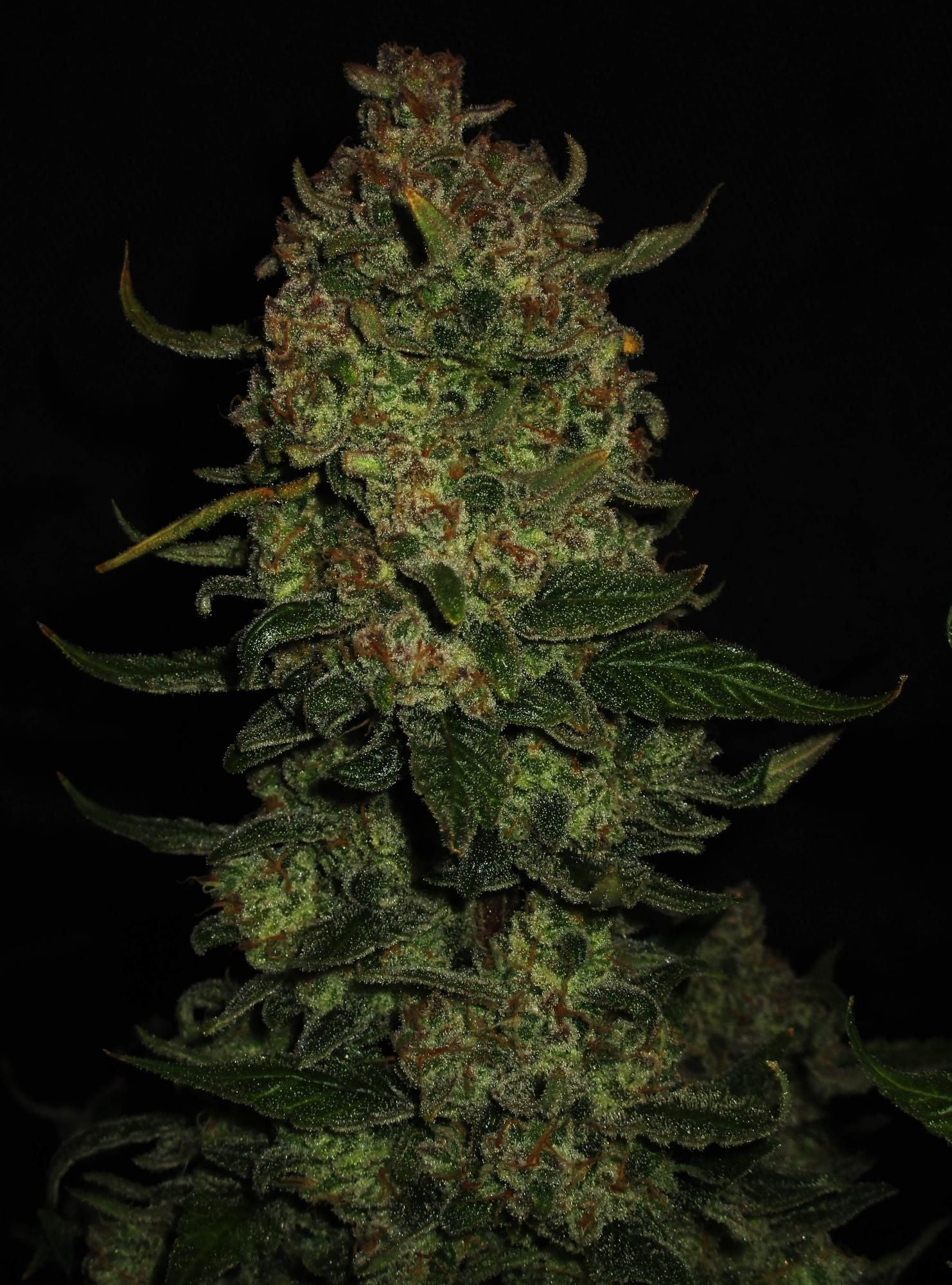 Fast Buds Papaya Cookies Auto, Feminisiert Autoflower, 10 Stk