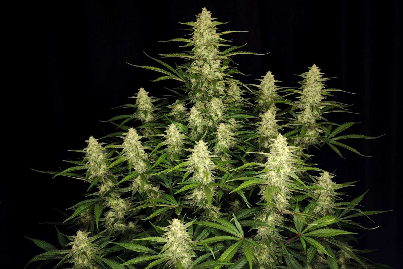 Fast Buds Papaya Cookies Auto, Feminisiert Autoflower, 10 Stk