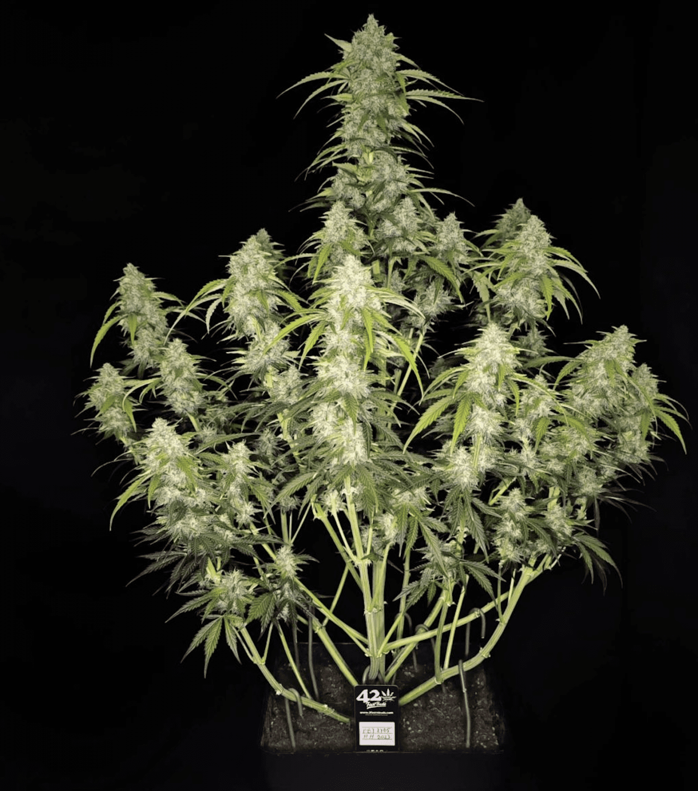 Fast Buds Papaya Cookies Auto, Feminisiert Autoflower, 3 Stk