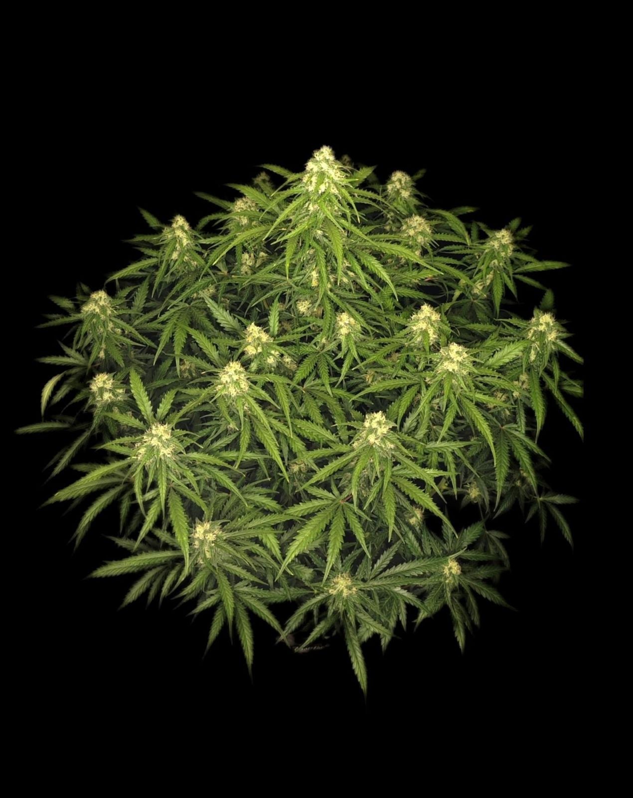Fast Buds Sour Jealousy Auto, Feminisiert Autoflower, 5 Stk