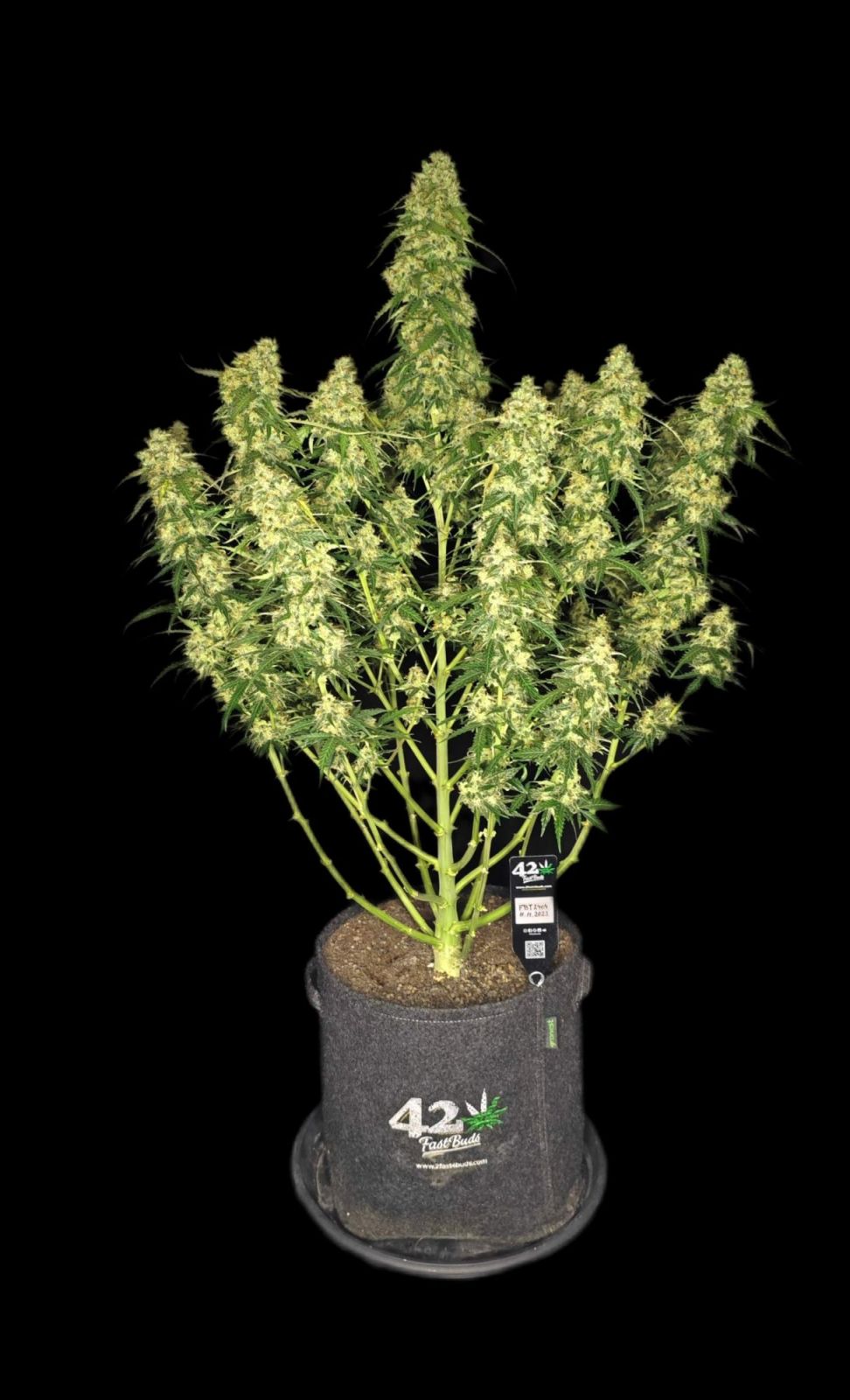 Fast Buds Sour Jealousy Auto, Feminisiert Autoflower, 10 Stk