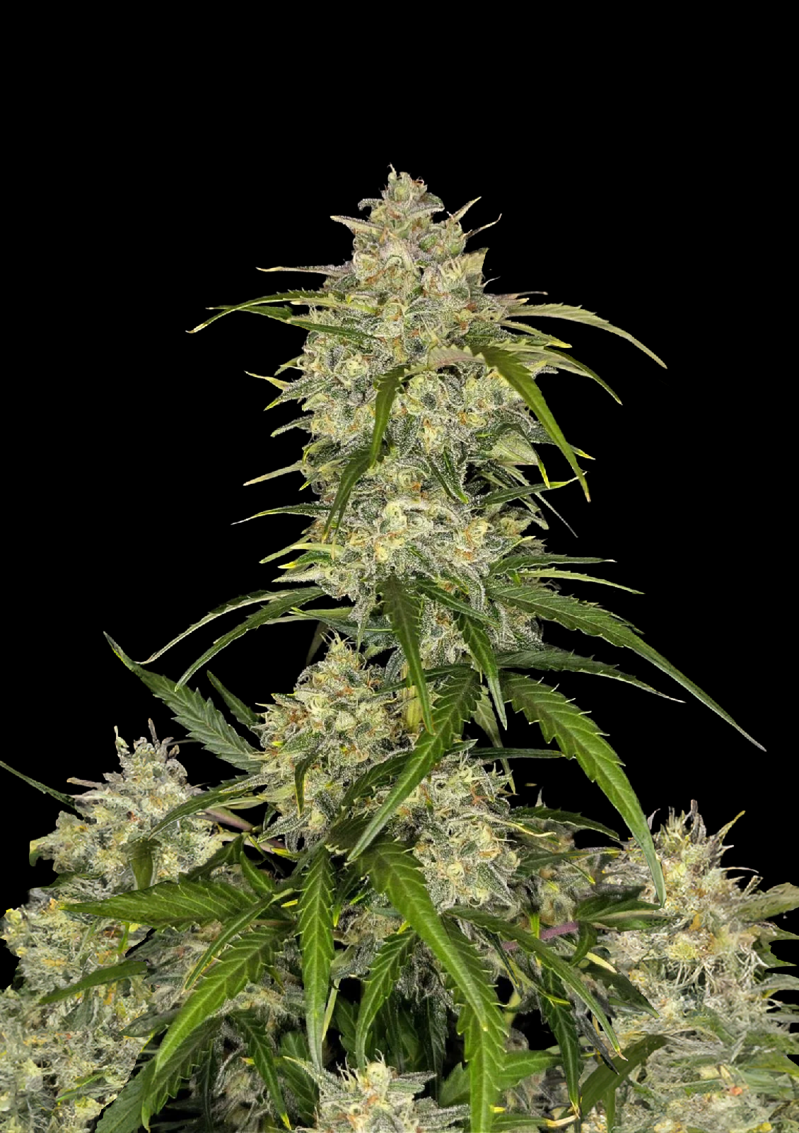 Fast Buds Sour Jealousy Auto, Feminisiert Autoflower, 5 Stk