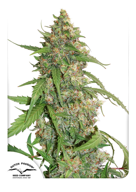 Dutch Passion CBD Auto Compassion Lime Feminisiert Autoflower