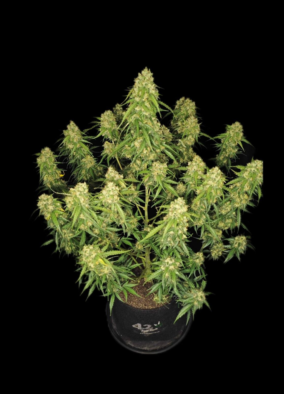 Fast Buds Sour Jealousy Auto, Feminisiert Autoflower, 3 Stk