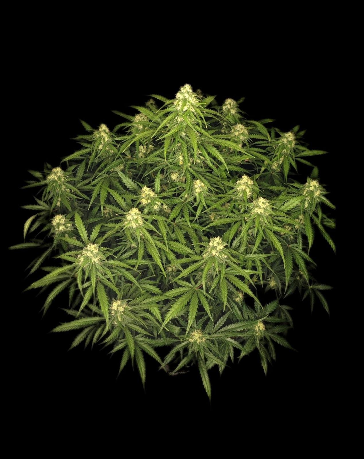 Fast Buds Sour Jealousy Auto, Feminisiert Autoflower, 3 Stk