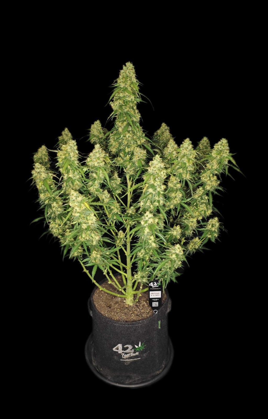 Fast Buds Sour Jealousy Auto, Feminisiert Autoflower, 3 Stk