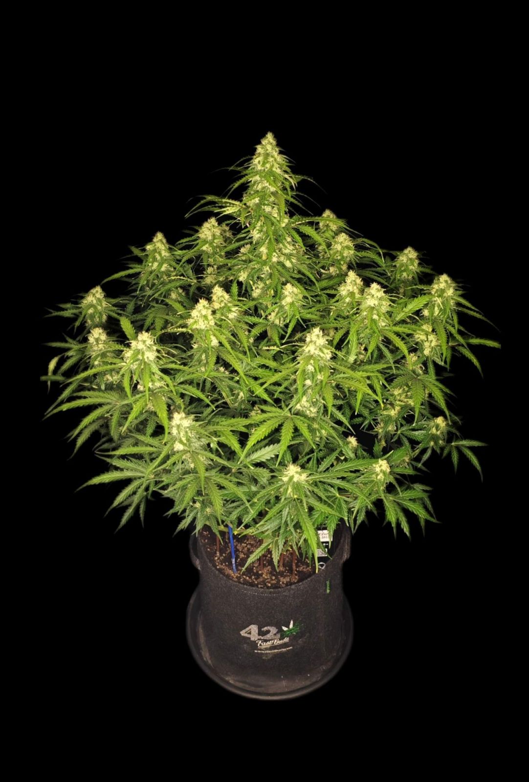 Fast Buds Sour Jealousy Auto, Feminisiert Autoflower, 3 Stk