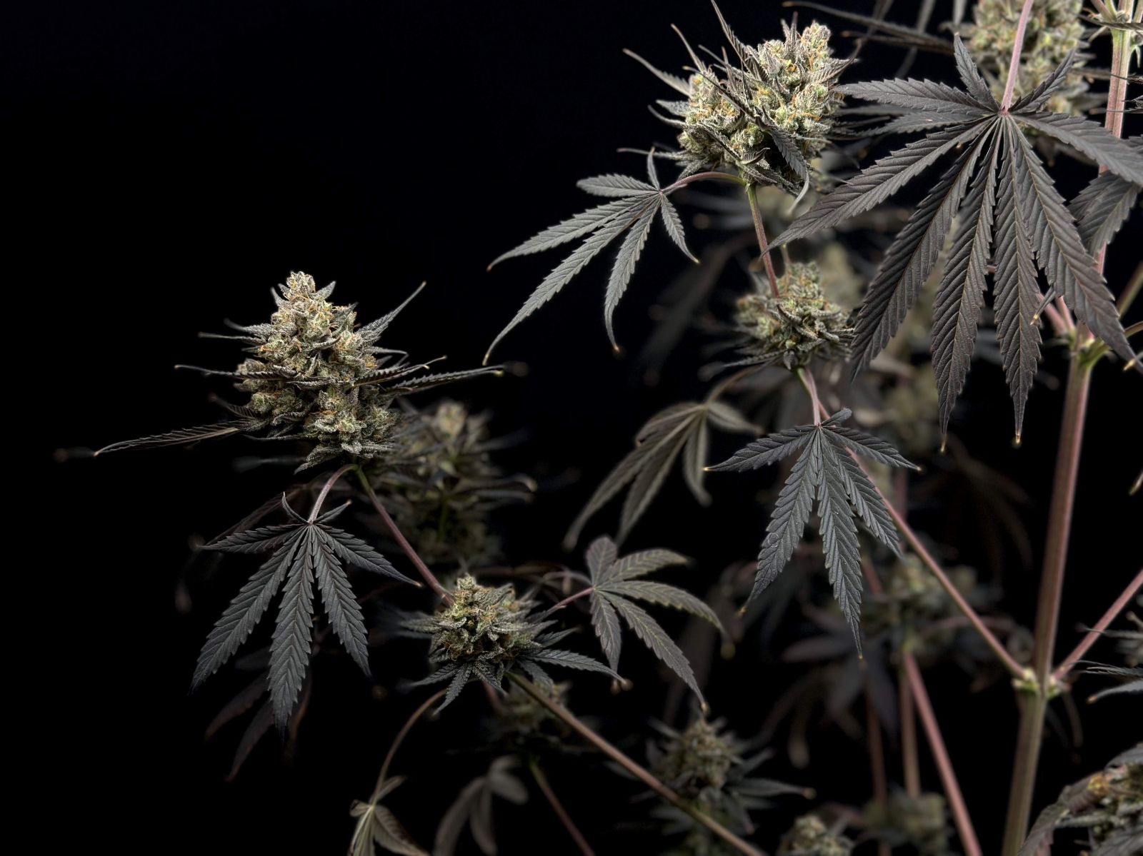 Fast Buds Pound Cake Auto, Feminisiert Autoflower, 10 Stk