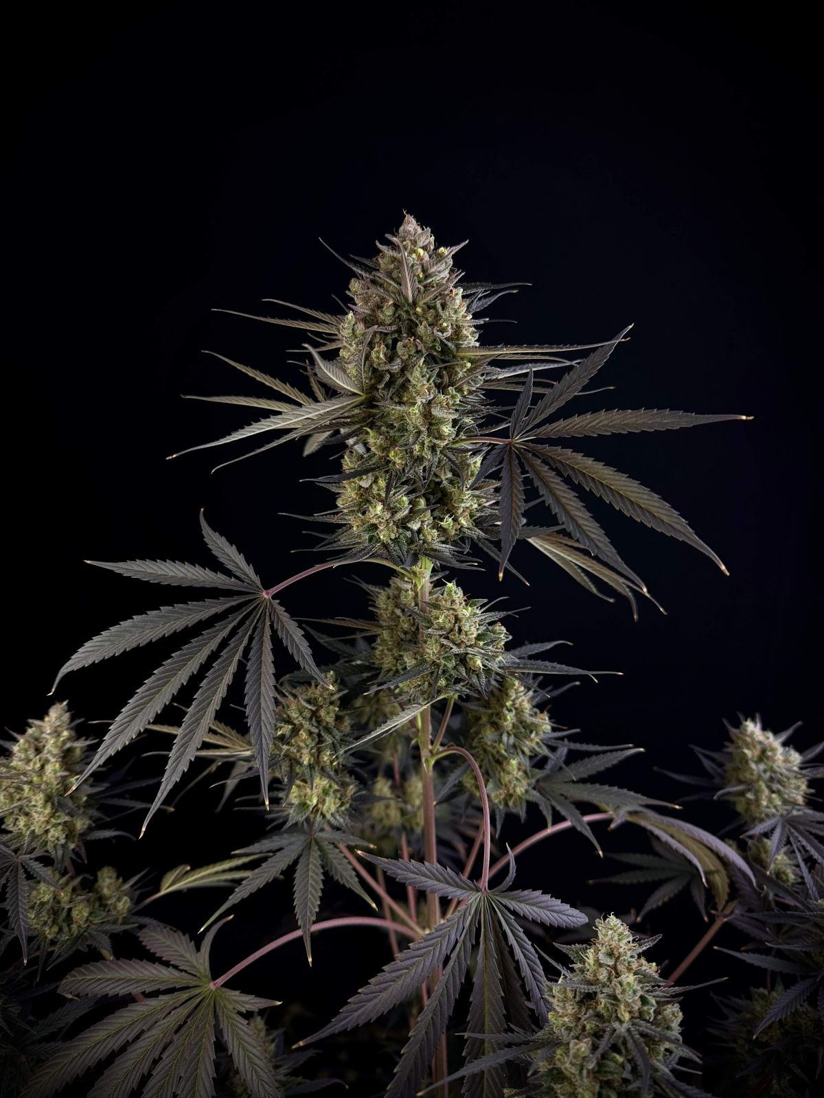 Fast Buds Pound Cake Auto, Feminisiert Autoflower, 3 Stk