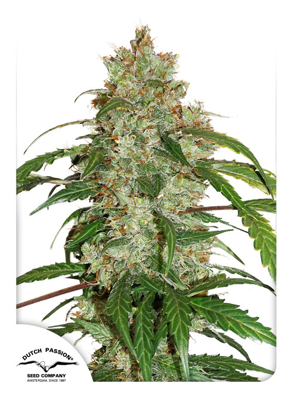 Dutch Passion CBD Auto White Widow Feminisierte Autoflower