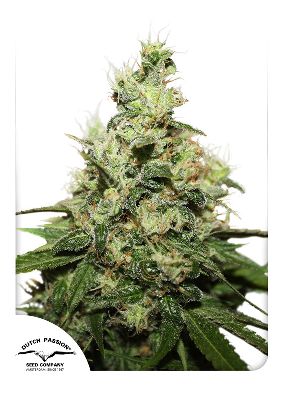 Dutch Passion CBD Kush Feminisiert