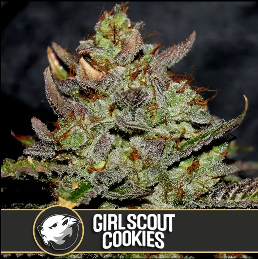 Blimburn Seeds Girlscoutcookies Feminisiert