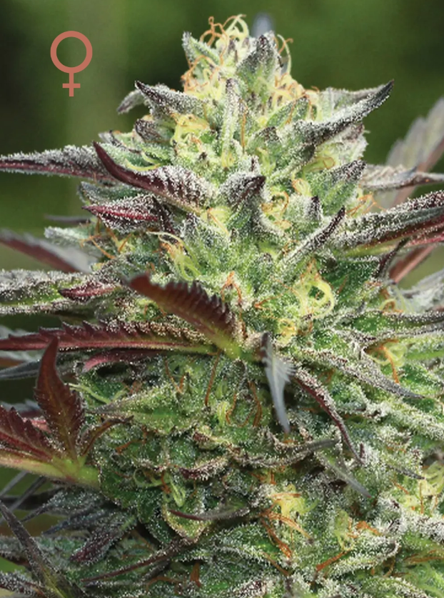 Humboldt Seed Company, GSCookies, Feminisiert, 3 Stk