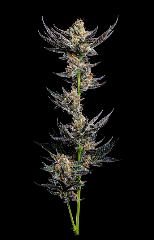 Humboldt Seed Company, Jelly Donutz Auto, Autoflower Feminisiert, 3 Stk