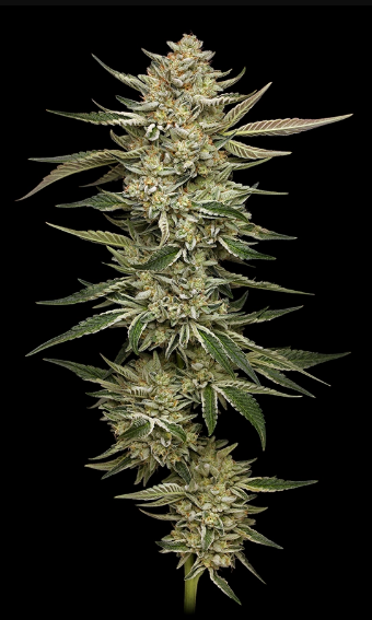 Humboldt Seed Company, OG Triploid, Feminisiert, 5 Stk