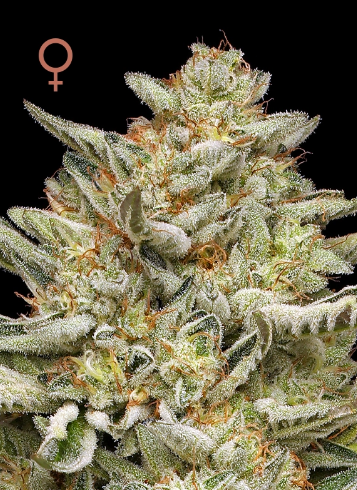 Humboldt Seed Company, OG Triploid, Feminisiert, 5 Stk