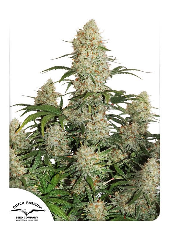 Dutch Passion Auto Critical Orange Punch Feminisierte Autoflower